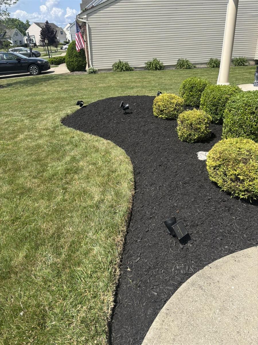 Curved black mulch bed with round shrubs along a front walk