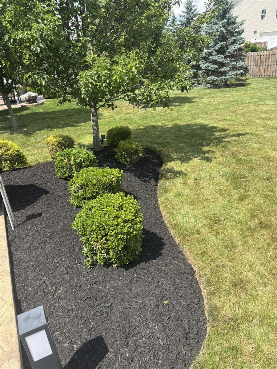 Round shrubs in a fresh mulch bed beside a lawn