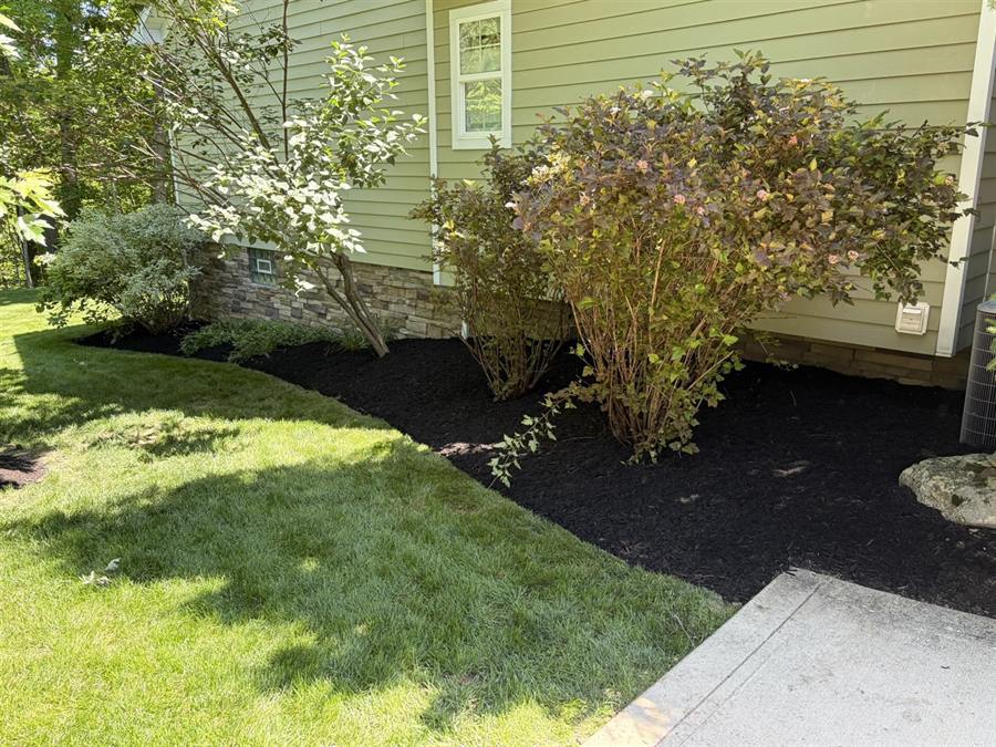 Fresh mulch bed with flowering shrubs along a green house