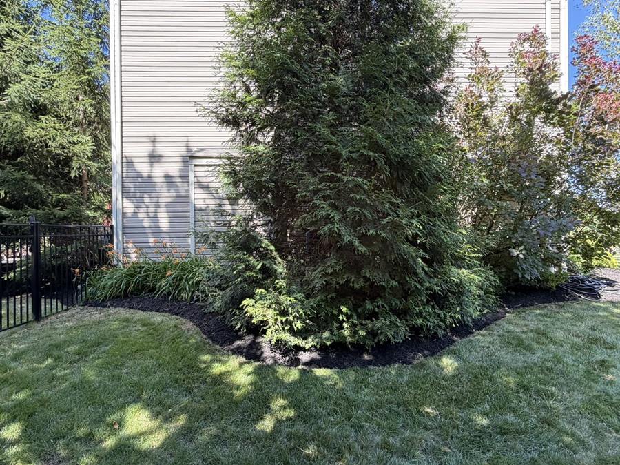 Planting bed with evergreens and shrubs along a house