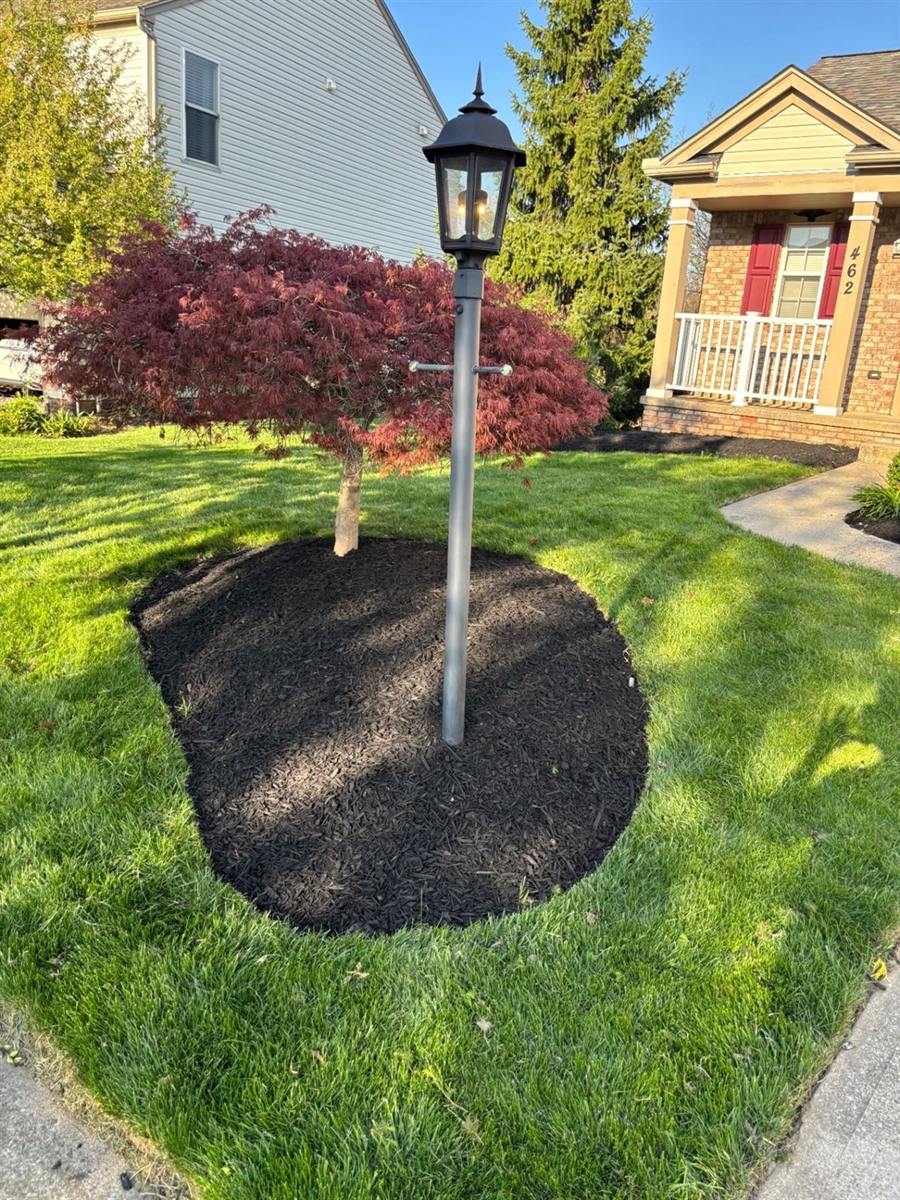 Fresh mulch ring around a red maple and a lamp post