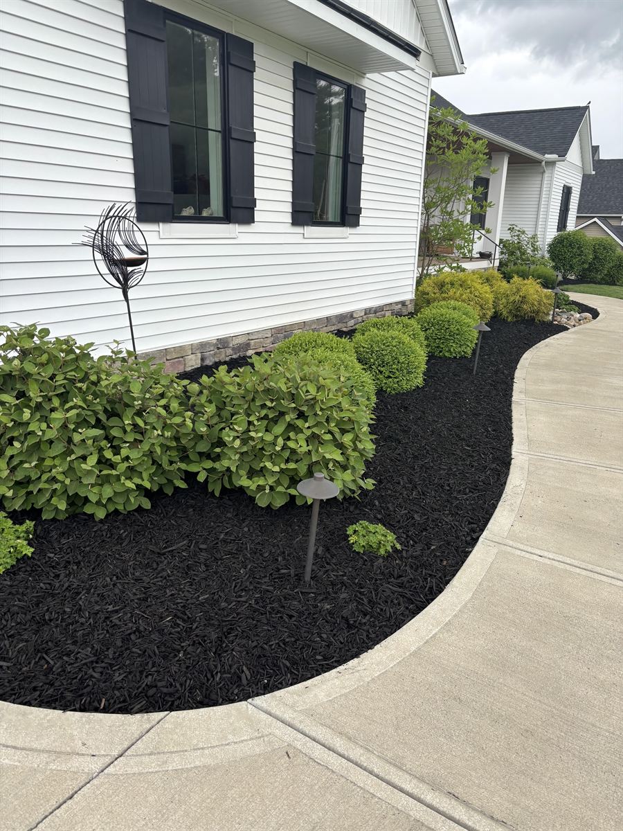 Curved black mulch bed with round shrubs along a white house