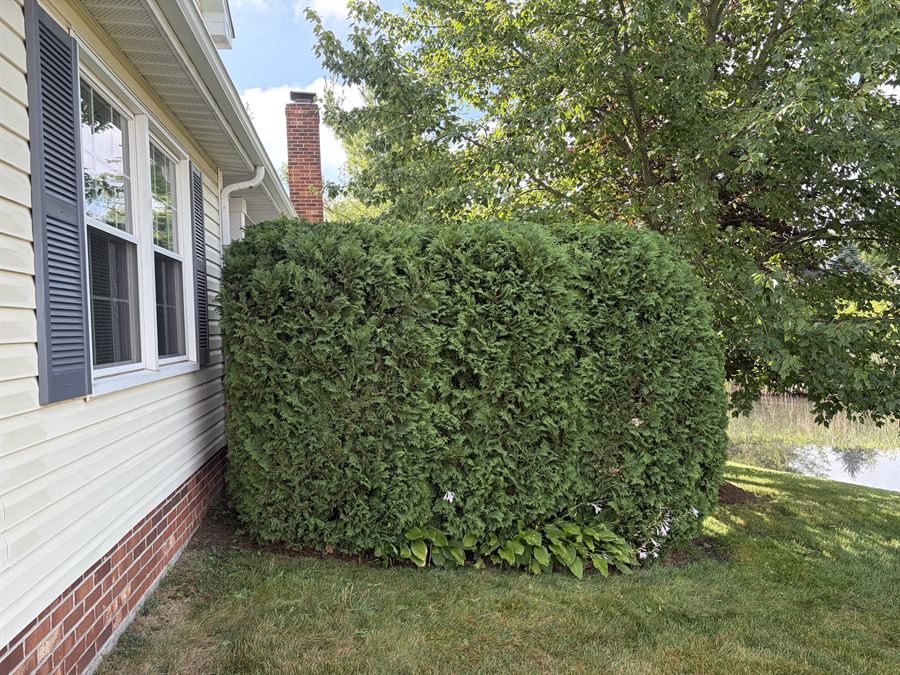 Tall hedge trimmed flat and square along the side of a house