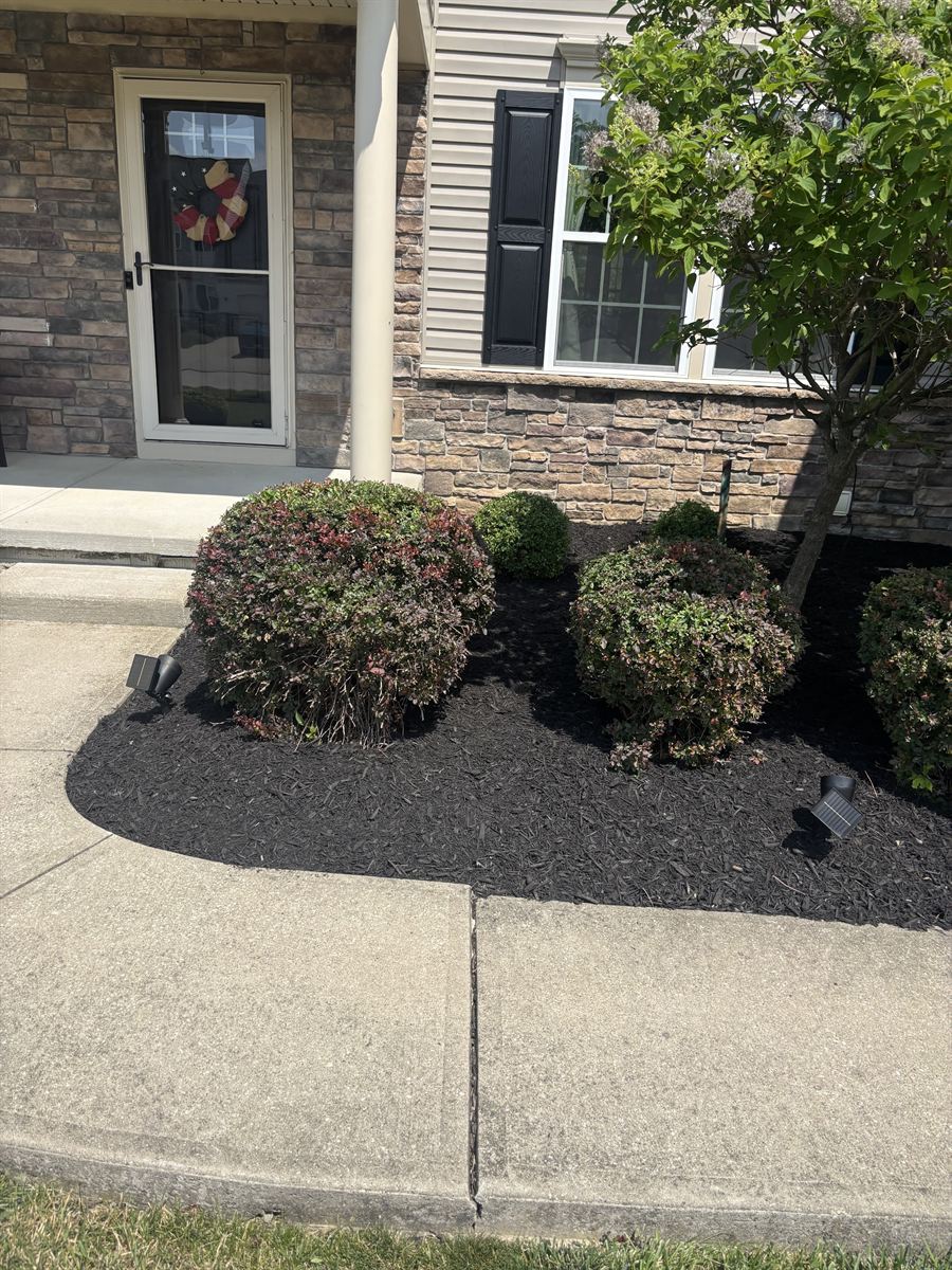 Round trimmed shrubs in a fresh black mulch bed by the front steps