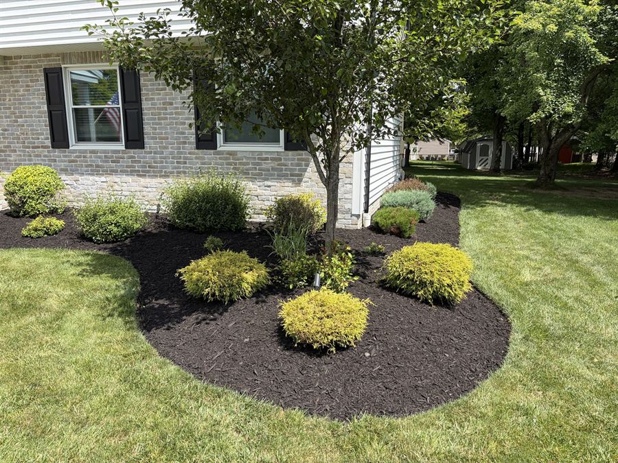 Island bed of round trimmed shrubs in fresh black mulch