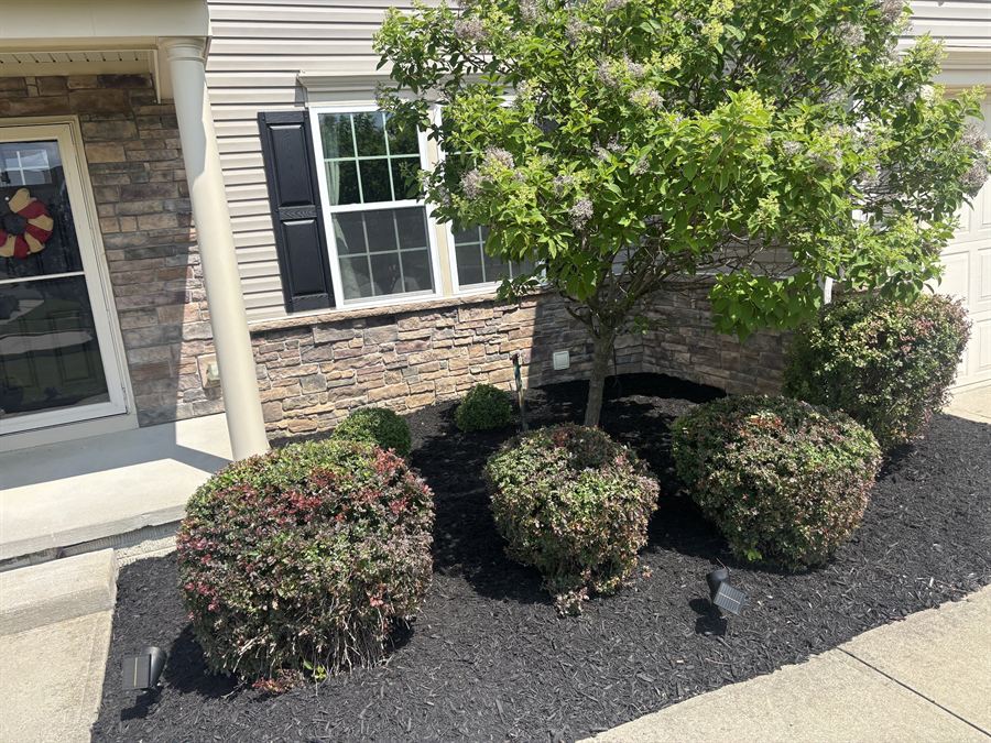 Trimmed shrubs in fresh black mulch by a front porch