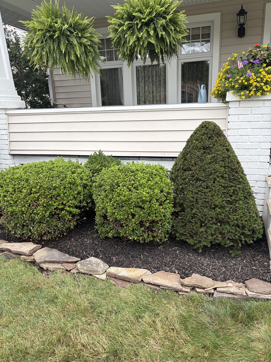 Trimmed round shrubs over a stone-edged bed by a white house