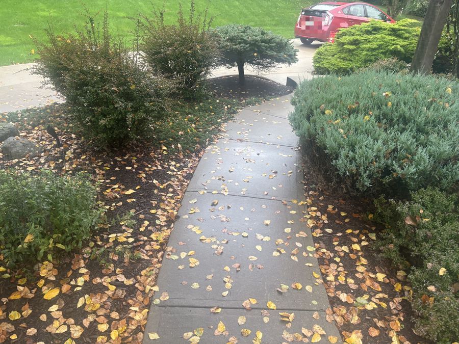 Fall leaves covering the beds and the front walk
